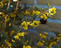 Sadnice - žbunaste vrste: Berberis julianae-Julijanina žutika(Bodljikavi berberis)