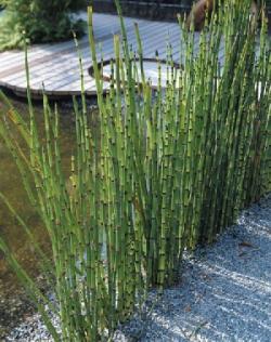 Perene: Equisetum hyemale- mini prstenasti rogoz