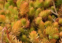 Perene: Sedum Angelina