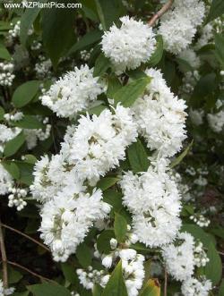 Sadnice - žbunaste vrste: Deutzia scabra-Deucija