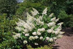 Sadnice - žbunaste vrste: Hydrangea paniculata grandiflora 