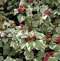 Sadnice - žbunaste vrste: Hibiscus syriacus variegata -sarenolisni bastenski hibiskus