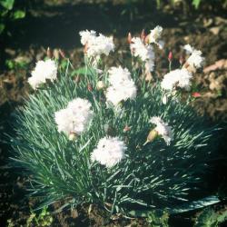 Perene: Dianthus plumarius 