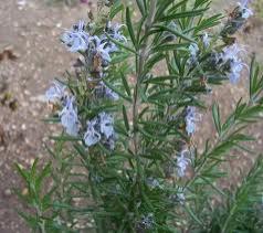 Perene: Rosmarinus officinalis ,ruzmarin