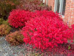 Sadnice - žbunaste vrste: Euonymus Alatus ,listopadni evonimus 