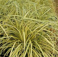 Perene: Carex Evergold