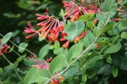 Sadnice - puzavice: Lonicera sempervirens  