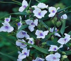 Perene: Tradescantia andersoniana  