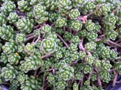 Perene: Sedum album Laconicum 