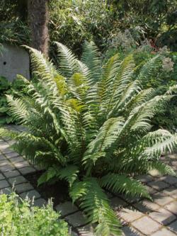 Perene: Dryopteris Filis - šumska paprat 