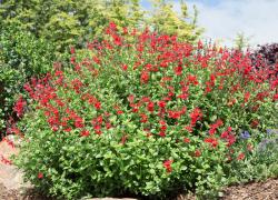 Perene: Salvia microphylla Royal Bumble - crven cvet 