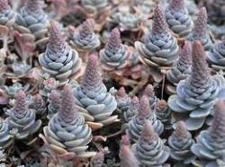 Perene: Orostachys iwarenge