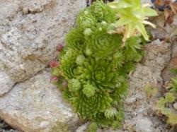 Perene: Cuvarkuca - Sempervivum tectorum