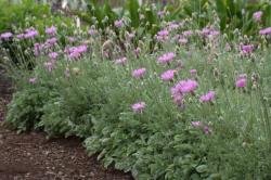 Perene: Centaurea Bella 