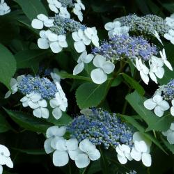 Sadnice - žbunaste vrste: Hydrangea serrata 