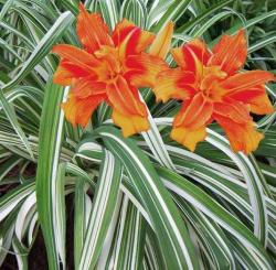 Perene: Hemerocallis fulva 