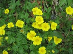 Perene: Potentilla aurea