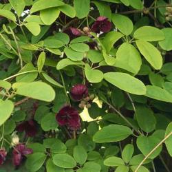 Sadnice - puzavice: Akebia quinata-Akebija,puzavica