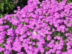 Perene: Phlox amoena