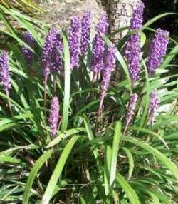 Perene: Liriope muscari