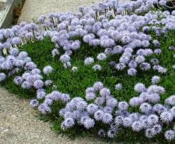 Perene: Globularia cordifolia