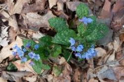 Perene: Pulmonaria officinalis-Plućnjak