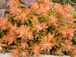 Perene: Sedum nusbaumerianum