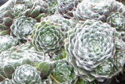 Perene: Cuvarkuca - Sempervivum arachnoideum tomentosum 