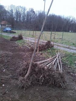 Seme drveća: Paulownia elongata (paulovnija) - seme + GRATIS