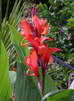 Lukovice: Kane (Canna Indica)