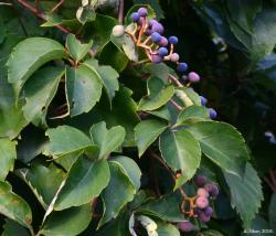 Seme drveća: Petolisna lozica Parthenocissus quinquefolia