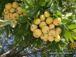 Seme drveća: Oskoruša (Sorbus Domestica)