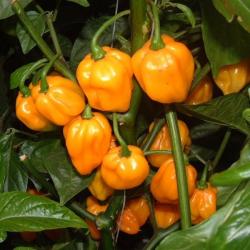 Seme povrća: Yellow Scotch Bonnet/ seme