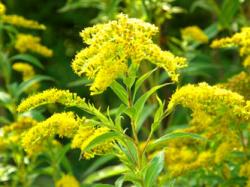 Začini i lekovito bilje: Zlatnica Solidago virga-aurea - koren