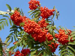 Seme drveća: Jarebika (Sorbus aucuparia) Seme