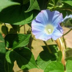 Seme cveća: Ladolež ( Ipomea hederacea )