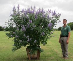 Seme žbunastih vrsta: Konopljika (Vitex agnus castus) seme