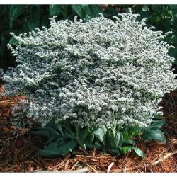 Rezano cveće: Limonium tataricum