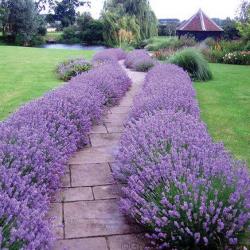 Seme cveća: Lavanda Hidcote blue (seme)