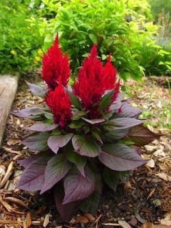 Seme cveća: Celosia plumosa New look