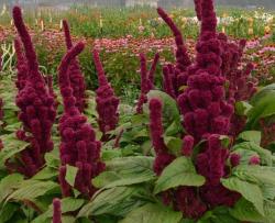 Začini i lekovito bilje: Amaranth (Elephant Head)