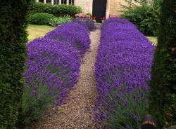 Začini i lekovito bilje: Lavanda Hidcote (tri sadnice) 