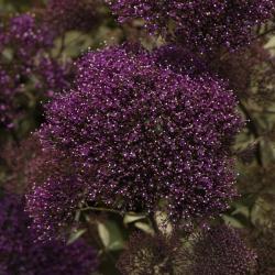 Seme cveća: Trachelium caeruleum 'Lake Michigan Purple' 