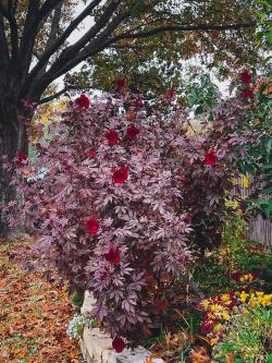 Seme cveća: Hibiskus Mahogany Splendor