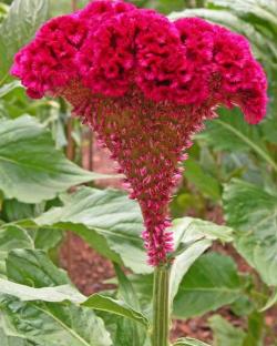 Seme cveća: Petlova kresta - celosia cristata