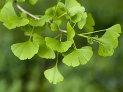 Seme drveća: Ginko Biloba seme