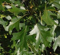 Seme drveća: Quercus velutina (Crni Hrast Američki)