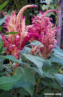 Začini i lekovito bilje: Amaranth (Alegria)