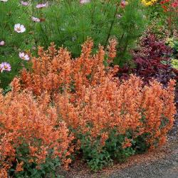 Začini i lekovito bilje: Agastache Arizona Sandstone (Korejska nana) Orange