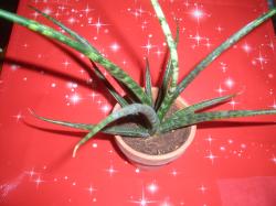 Sadnice - sobne biljke: Sansevieria bacularis 